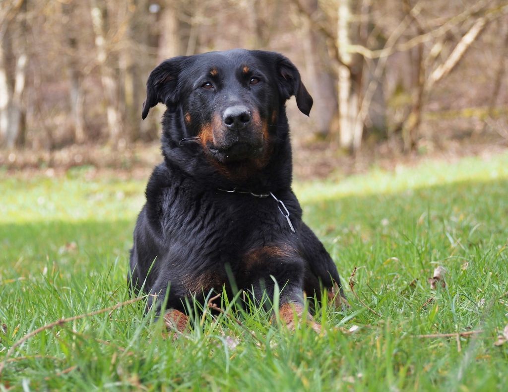 Mika du Manoir des Gandines