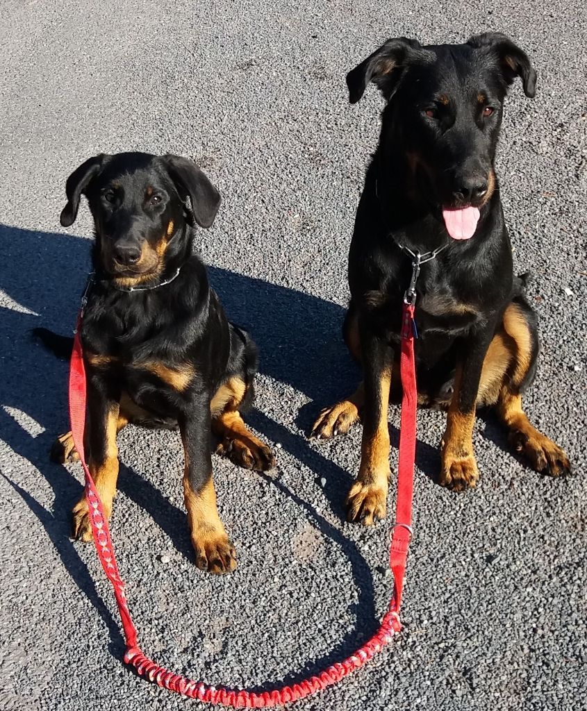 Du Ruisseau Des Petits Anges - Chiot BEAUCERON à vendre / zu verkaufen / to sell