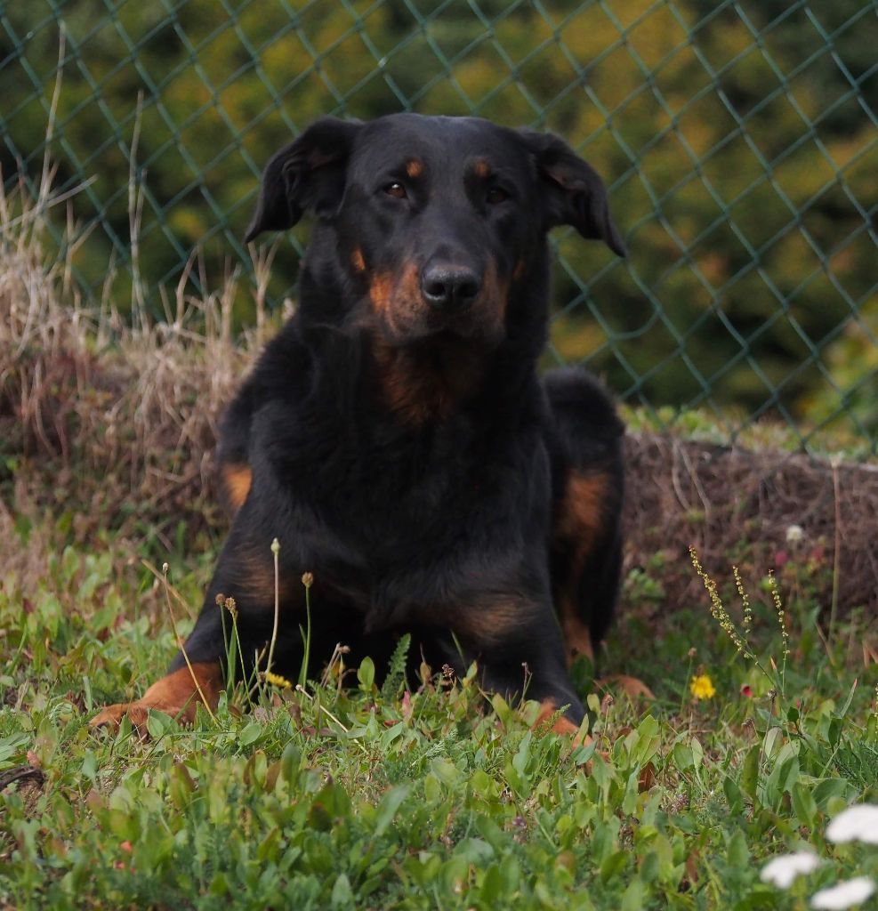 Onyx Du Ruisseau Des Petits Anges